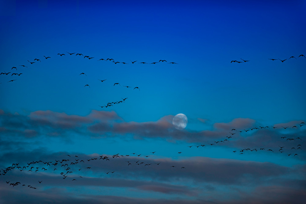 Geese in formation flying  in blue sky