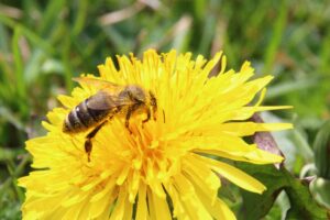 honey bee pollinating a dandelion